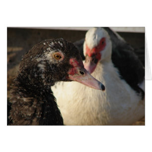   Canards muscovy