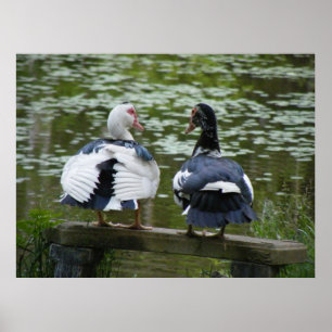 Canards Muscovy Assis Sur Une Affiche D'Ornement