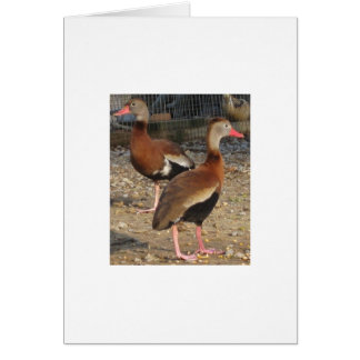 Canards noirs exotiques d'arbre de ventre