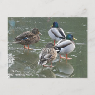 Canards sur Ice do-it-yourself carte postale