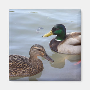 Canards sur un aimant d'étang