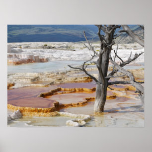 Canary Springs Yellowstone National Park Poster