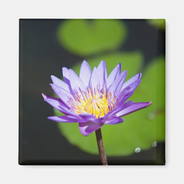 Cancun, Mexico Magnet (Front)