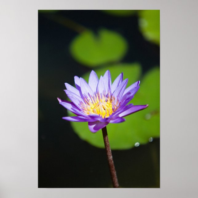 Cancun, Mexico Poster (Front)