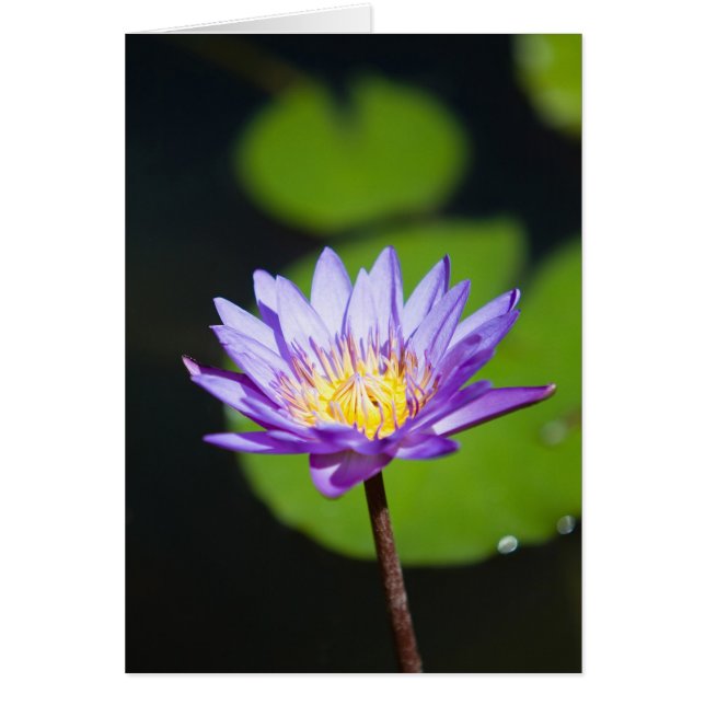 Cancun, Mexique (Devant)