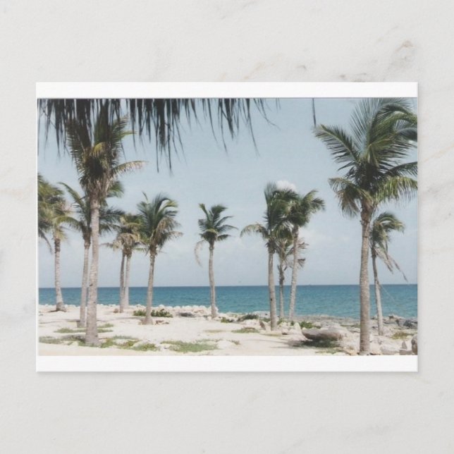 Cancun Palms Postcard (Front)