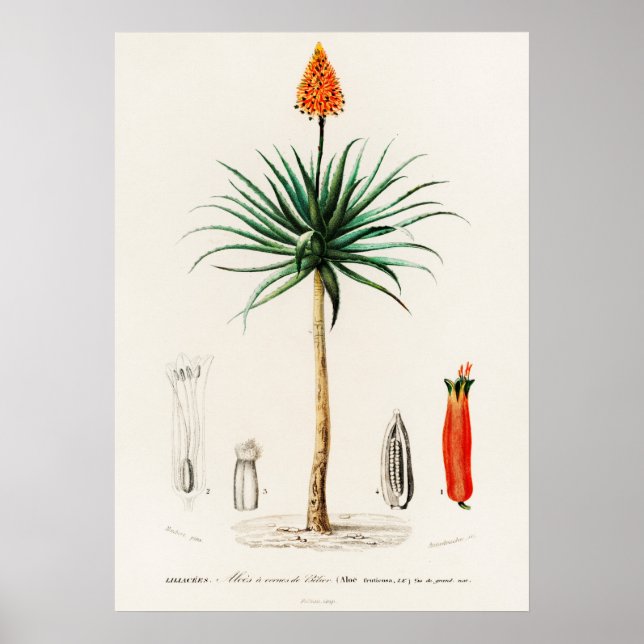 Candelabra aloe (aloe fruticosa) poster (Front)