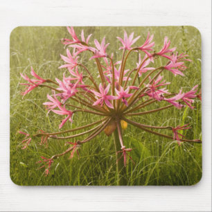 Candelabra Flower (Brunsvigia Radulosa) Mouse Pad