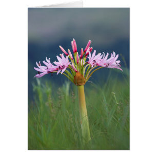 Candelabra Flower (Brunsvigia Radulosa), Umgeni