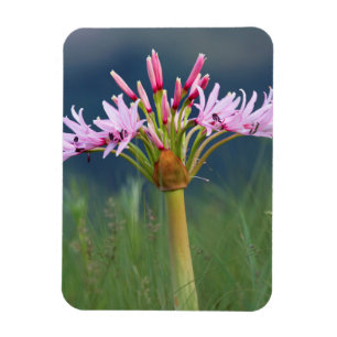 Candelabra Flower (Brunsvigia Radulosa), Umgeni Magnet