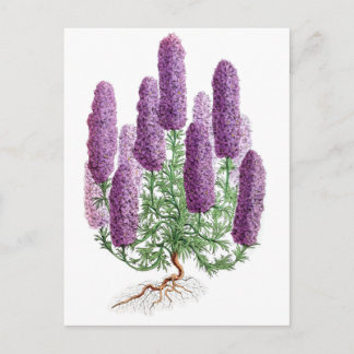 Candelabra-Flowered Larkspur Postcard