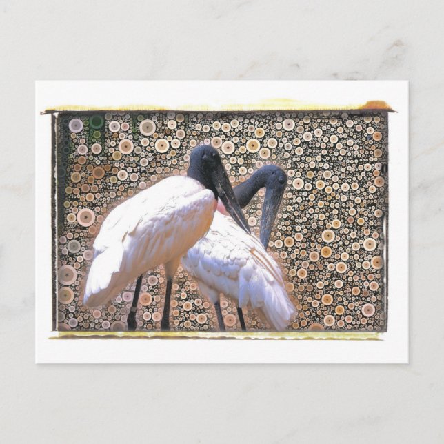 Candid Crane Postcard (Front)