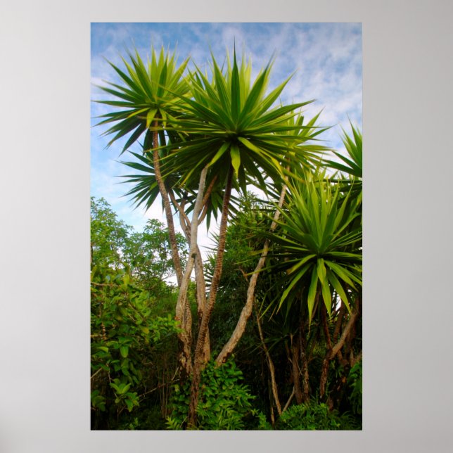 Candle Tree (Dracaena Concina), Ile Aux Poster (Front)