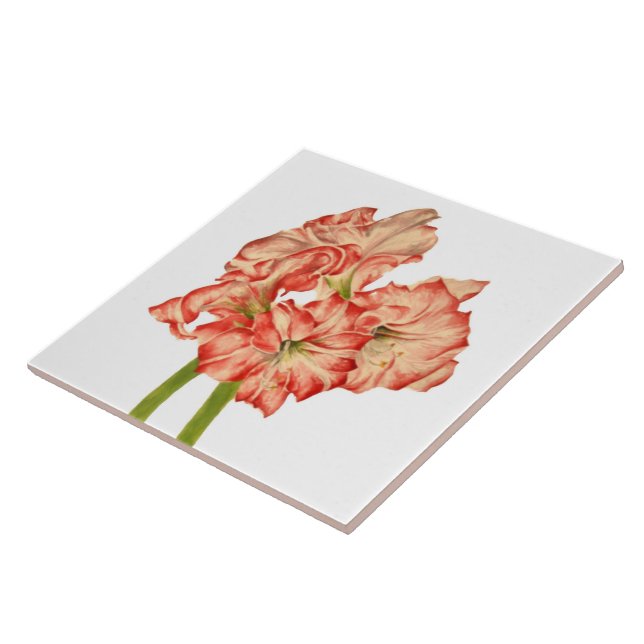Candy Cane Lilies on Ceramic Tile (Side)