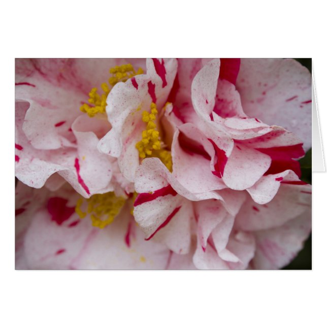 Candy Striped Camellia (Front Horizontal)
