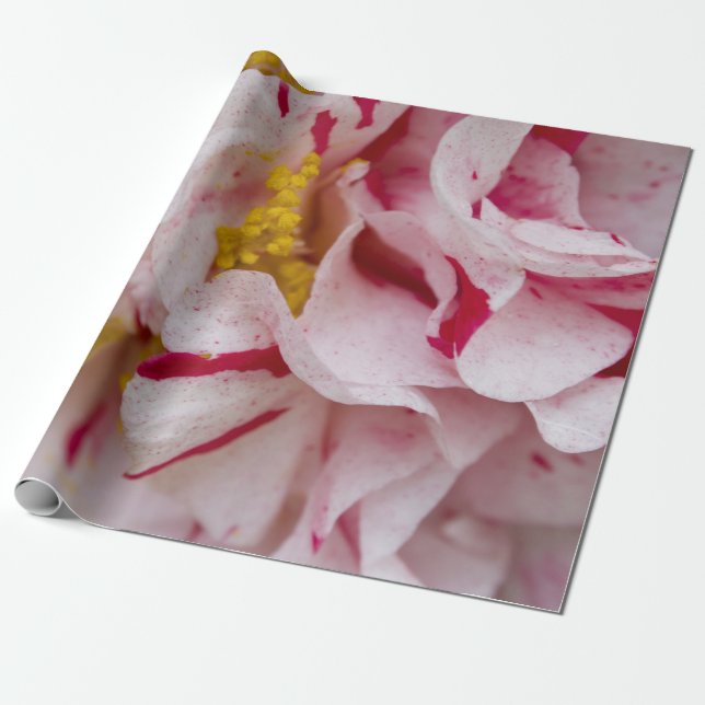 Candy Striped Camellia Wrapping Paper (Unrolled)