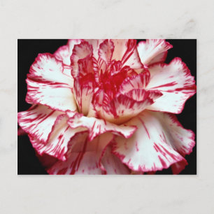 Candy-striped carnation  flowers postcard
