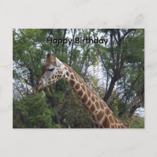 Candy The Giraffe, Birthday Postcard