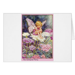 Candytuft Fairy