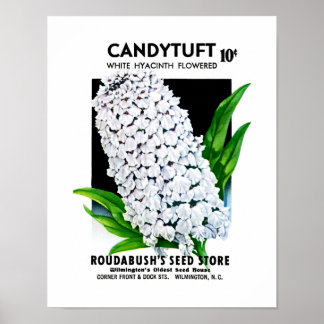 Candytuft Seed Packet Label Poster