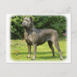 Cane Corso 8R056D-05 Postcard