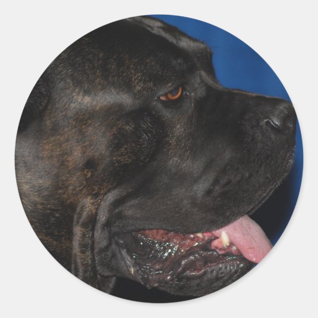 Cane Corso Dog Stickers (Front)