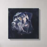 Cane Corso - Italian Mastiff Portrait