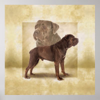 Cane Corso - Italian Mastiff