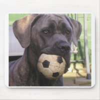 cane corso.png