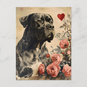 Cane Corso Vintage Valentine's Day  Postcard