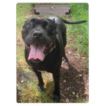Cane Corso X Clipboard