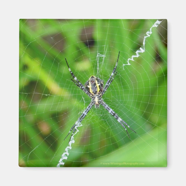 Cane spider - Big Island magnet (Front)