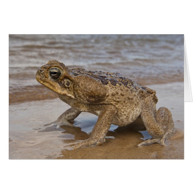Cane Toad Rhinella marina, previously Bufo (Front Horizontal)