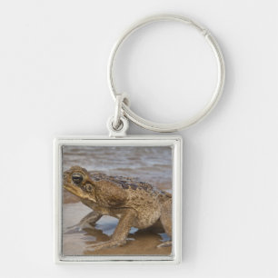 Cane Toad Rhinella marina, previously Bufo Keychain