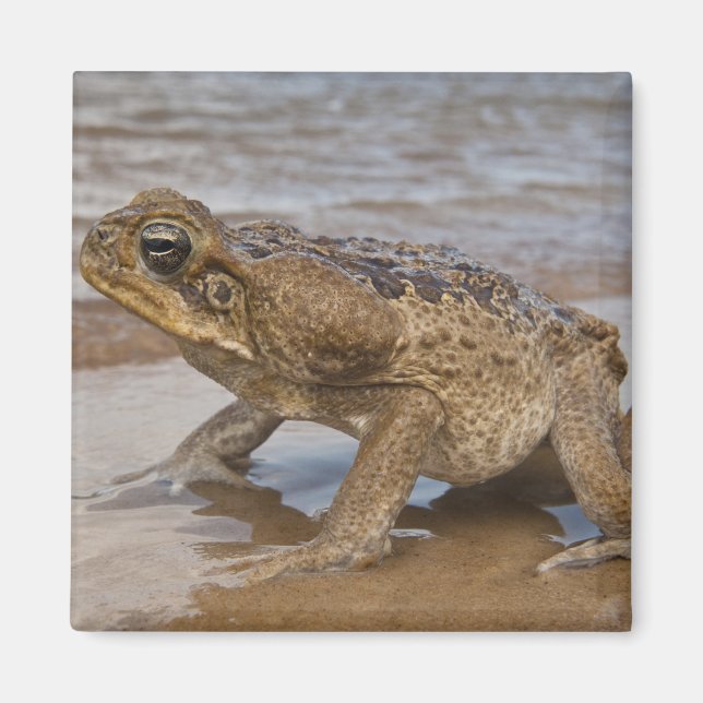 Cane Toad Rhinella marina, previously Bufo Magnet (Front)