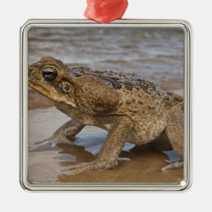 Cane Toad Rhinella marina, previously Bufo Metal Ornament