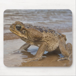 Cane Toad Rhinella marina, previously Bufo Mouse Pad