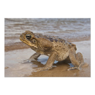 Cane Toad Rhinella marina, previously Bufo Photo Print