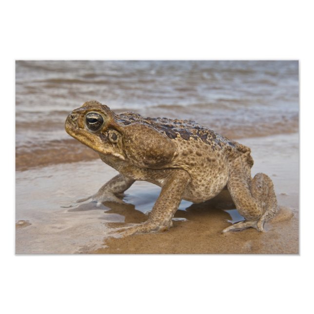 Cane Toad Rhinella marina, previously Bufo Photo Print (Front)