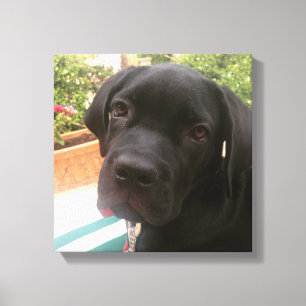 canecorso lovers canvas print