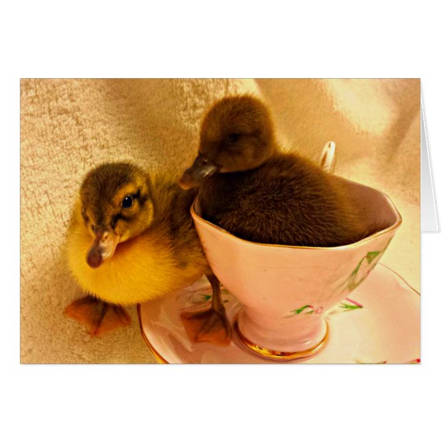 Canetons adorables de bébé dans la tasse de thé (Devant horizontal)