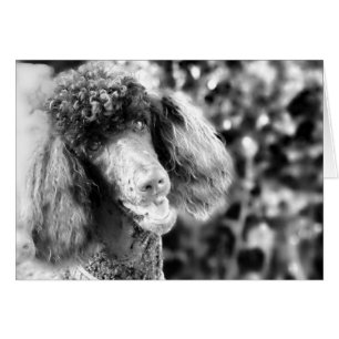 Caniche