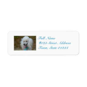 Caniche blanc savoureux