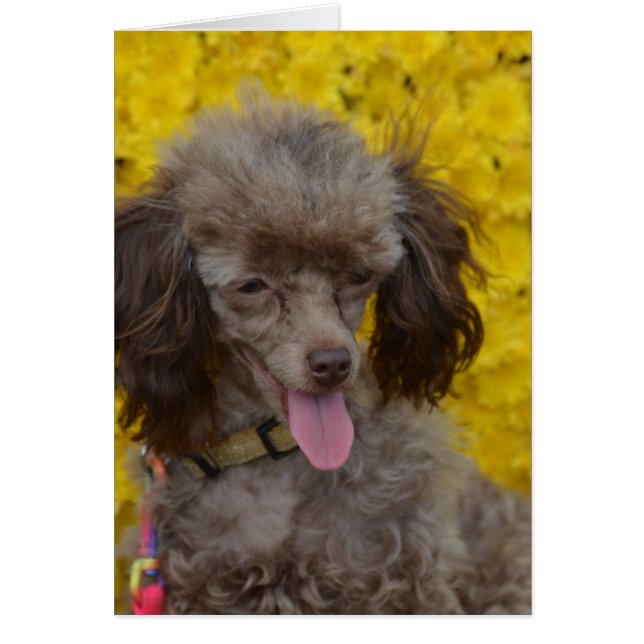 Caniche Brown doux (Devant)
