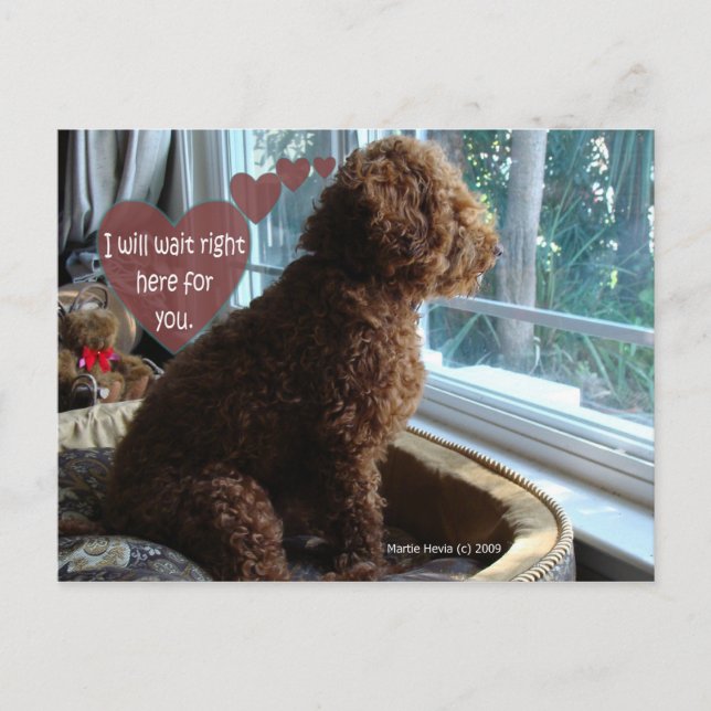 Caniche fier - vous manquant - carte postale (Devant)