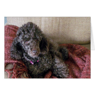 Caniche marron sur une chaise, personnalisé, intér