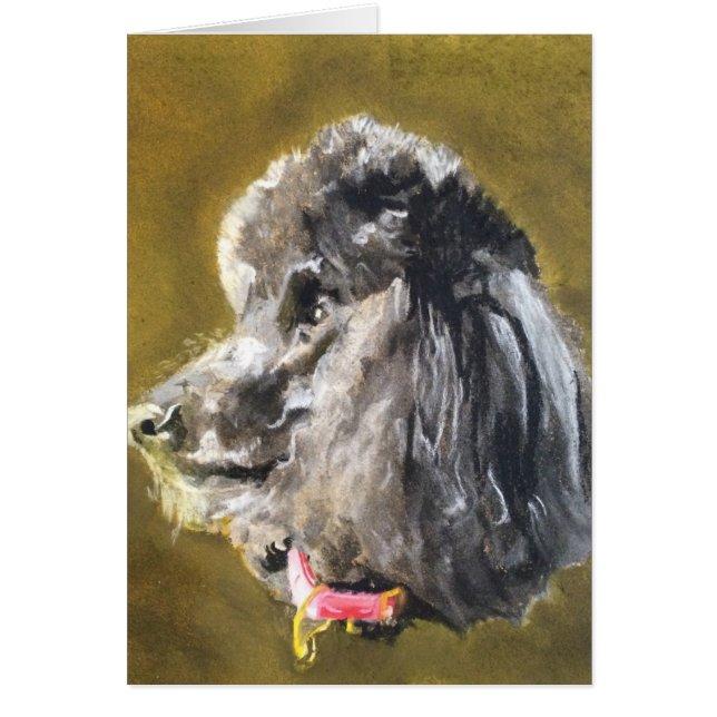 Caniche standard (Devant)