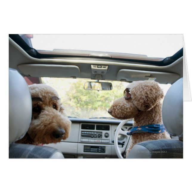 caniche standard (Devant horizontal)