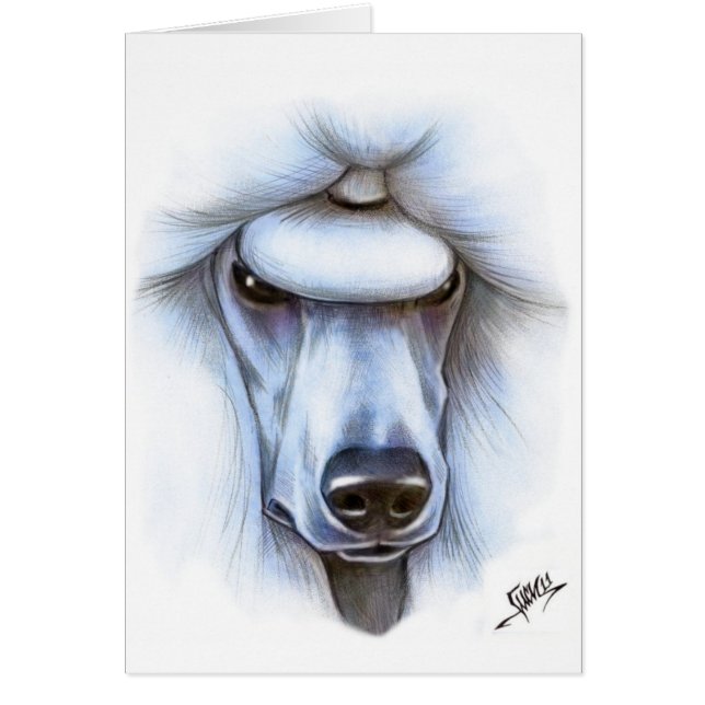 Caniche standard blanc (Devant)