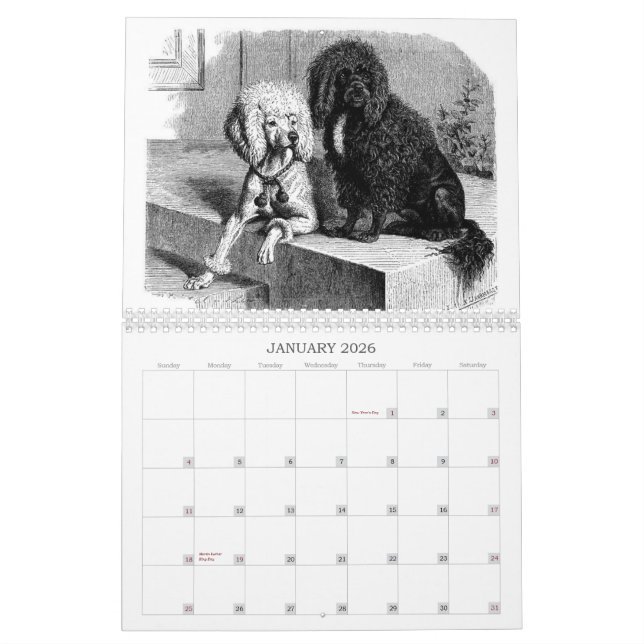 Caniches : Calendrier 2011 (Jan 2026)
